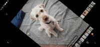 Goldendoodle Puppies for sale in Petersburg, VA 23801, USA. price: NA