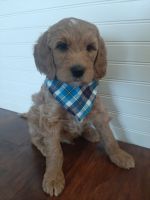 Goldendoodle Puppies for sale in Pima, AZ 85543, USA. price: NA