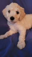 Goldendoodle Puppies for sale in Gastonia, NC 28056, USA. price: NA