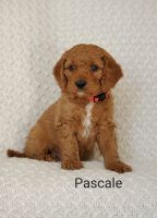 Goldendoodle Puppies for sale in Utah County, UT, USA. price: NA