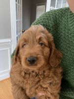 Goldendoodle Puppies for sale in Catonsville, MD, USA. price: NA