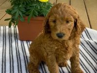 Goldendoodle Puppies for sale in Jacksonville, FL, USA. price: NA