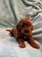 Goldendoodle Puppies for sale in St. George, UT, USA. price: NA
