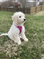 Goldendoodle Puppies for sale in Baltimore, MD, USA. price: NA