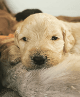 Goldendoodle Puppies for sale in Riverside, CA, USA. price: NA