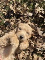 Goldendoodle Puppies for sale in Carmel, IN, USA. price: NA