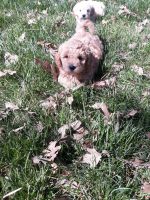 Goldendoodle Puppies for sale in Redding, CA, USA. price: NA