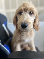 Goldendoodle Puppies for sale in Wickenburg, AZ 85390, USA. price: NA