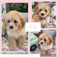 Goldendoodle Puppies for sale in Phoenix, AZ, USA. price: NA