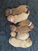 Goldendoodle Puppies for sale in South Jordan, UT, USA. price: NA