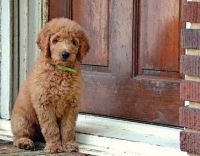 Goldendoodle Puppies for sale in San Francisco, CA 94123, USA. price: NA