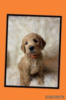 Goldendoodle Puppies for sale in Fredericktown, MO 63645, USA. price: NA