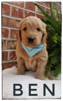 Goldendoodle Puppies for sale in Due West, SC 29639, USA. price: NA