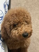 Goldendoodle Puppies for sale in Frisco, TX 75035, USA. price: NA