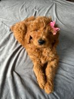 Goldendoodle Puppies for sale in Princeton, NJ 08540, USA. price: NA