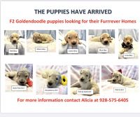 Goldendoodle Puppies for sale in Parker, AZ, USA. price: NA