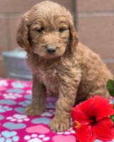 Goldendoodle Puppies for sale in Phoenix, AZ, USA. price: NA