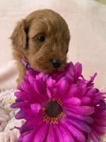 Goldendoodle Puppies for sale in Sterling, VA, USA. price: NA