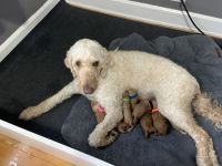 Goldendoodle Puppies for sale in Cleveland Heights, OH, USA. price: NA