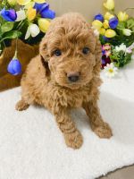 Goldendoodle Puppies for sale in Munfordville, KY 42765, USA. price: NA