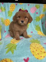 Goldendoodle Puppies for sale in Miami, FL, USA. price: NA
