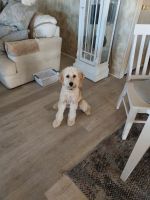 Goldendoodle Puppies for sale in North Fort Myers, FL, USA. price: NA
