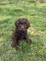 Goldendoodle Puppies for sale in Studio City, Los Angeles, CA, USA. price: NA