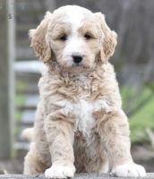 Goldendoodle Puppies for sale in Virginia Beach, VA, USA. price: NA