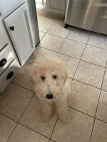 Goldendoodle Puppies for sale in Roseville, CA, USA. price: NA