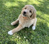 Goldendoodle Puppies for sale in Raceland, LA 70394, USA. price: NA