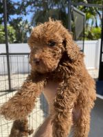 Goldendoodle Puppies for sale in Venice, FL, USA. price: NA