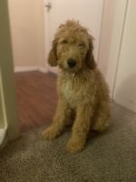 Goldendoodle Puppies for sale in Arlington, TX, USA. price: NA