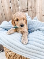Goldendoodle Puppies for sale in Sacramento, CA, USA. price: NA