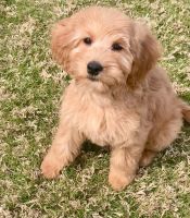 Goldendoodle Puppies for sale in Fuquay-Varina, NC 27526, USA. price: NA