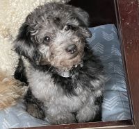Goldendoodle Puppies for sale in Baldwin, NY, USA. price: NA