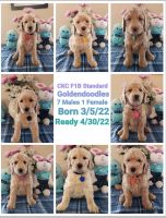Goldendoodle Puppies for sale in Afton, OK 74331, USA. price: NA