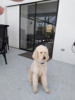 Goldendoodle Puppies for sale in Melbourne, FL, USA. price: NA