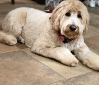 Goldendoodle Puppies for sale in Las Vegas, NV 89145, USA. price: NA