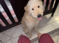 Goldendoodle Puppies for sale in Pembroke Pines, FL 33024, USA. price: NA
