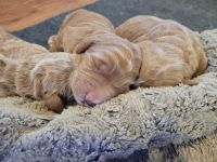 Goldendoodle Puppies for sale in Lisbon, ND 58054, USA. price: NA