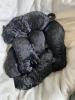 Goldendoodle Puppies for sale in Gurley, AL 35748, USA. price: NA