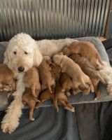 Goldendoodle Puppies for sale in Scotts, MI 49088, USA. price: NA