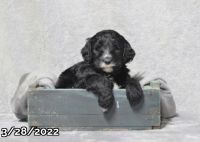 Goldendoodle Puppies for sale in Junction City, OH 43748, USA. price: NA
