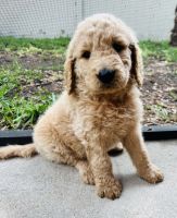 Goldendoodle Puppies for sale in Ruskin, FL, USA. price: NA