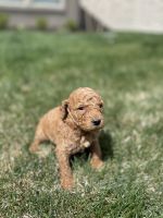 Goldendoodle Puppies for sale in Provo, UT, USA. price: NA