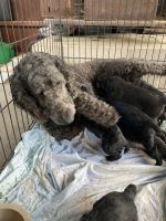 Goldendoodle Puppies for sale in Hartselle, AL 35640, USA. price: NA