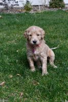 Goldendoodle Puppies for sale in Eagle, ID, USA. price: NA