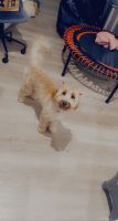 Goldendoodle Puppies for sale in Columbus, OH, USA. price: NA