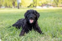 Goldendoodle Puppies for sale in Montezuma, GA 31063, USA. price: NA