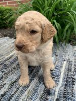 Goldendoodle Puppies for sale in New Bremen, OH, USA. price: NA